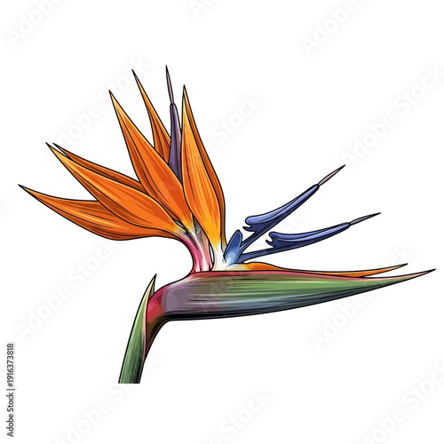 Vibrant Bird of Paradise Flower in Full Bloom