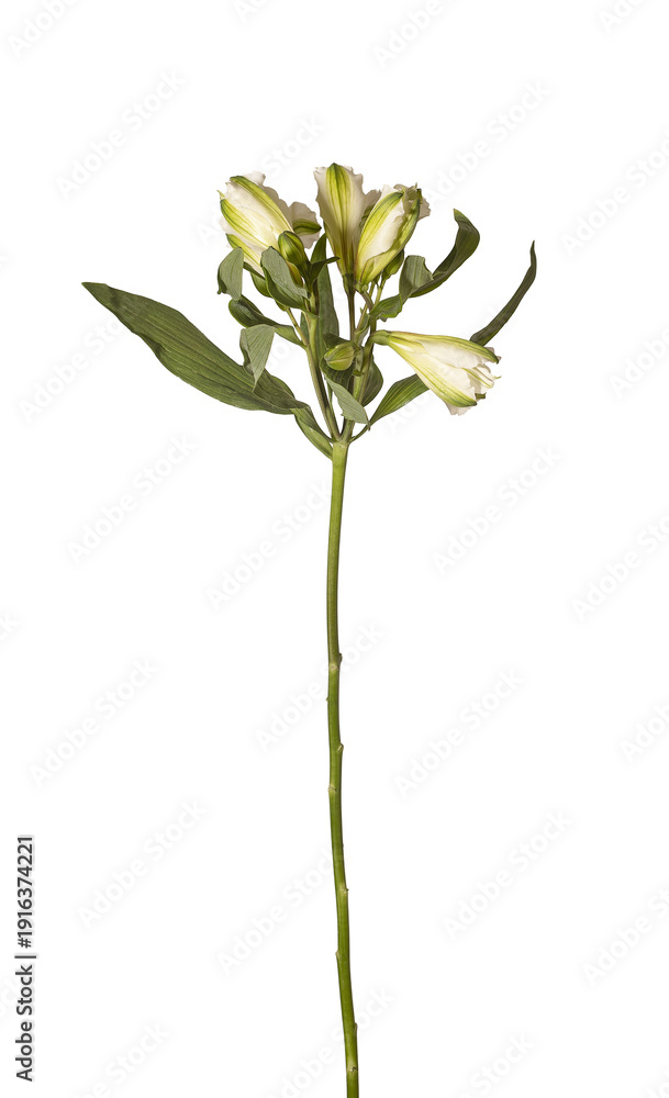 Obraz premium Alstroemeria aurea slender stem bloom isolated background. Single Peruvian lily minimal studio layout. Spring floral botanical concept..