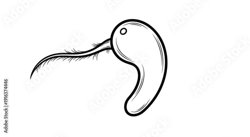 Whimsical Bird Illustration with Long Feathered Beak, Sketchy Style