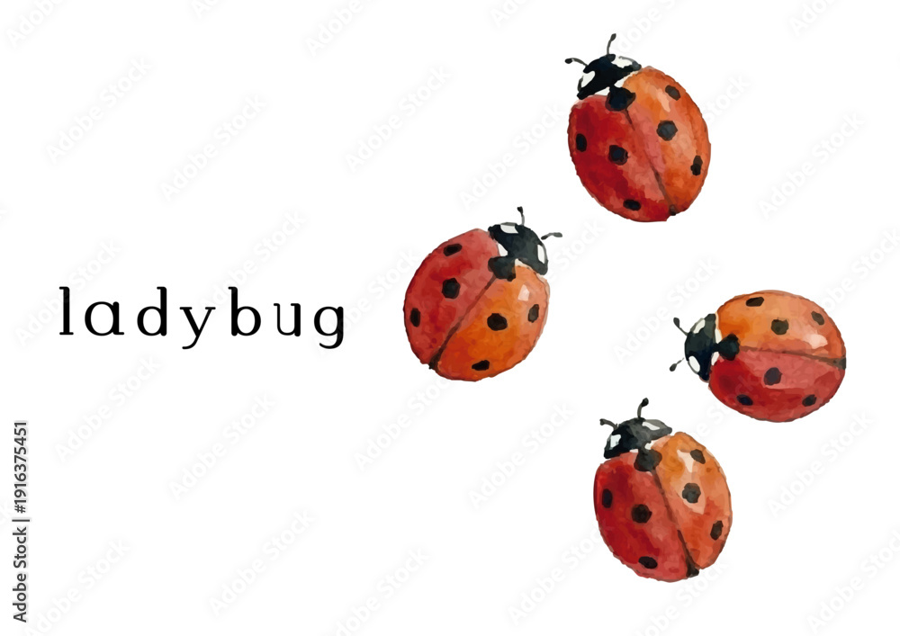 Obraz premium Watercolor ladybug illustration／てんとう虫
