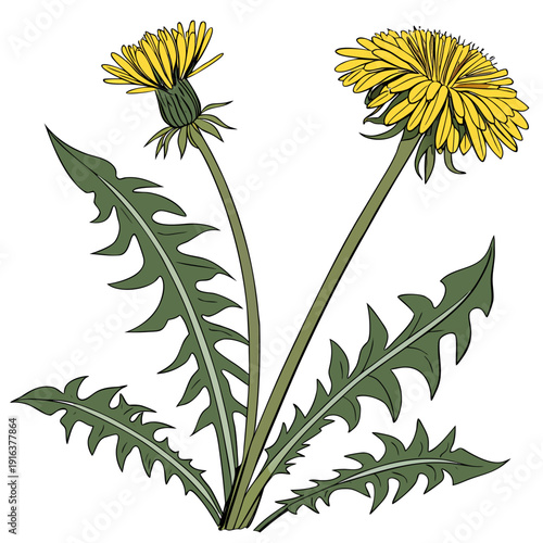Yellow Dandelion Flowers with Leaves Botanical Vector Illustration Transparent Background