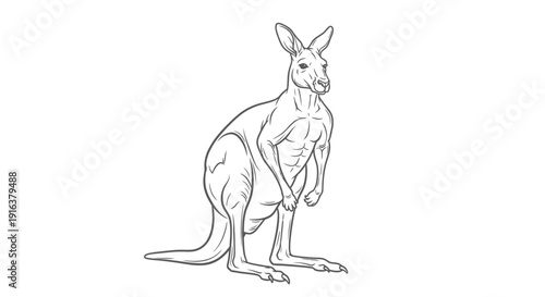 Kangaroo Sketch Drawing Line Art Black White Isolated on White Background
