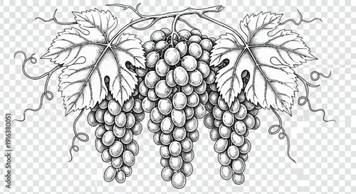 Detailed black and white illustration of lush grapes with leaves