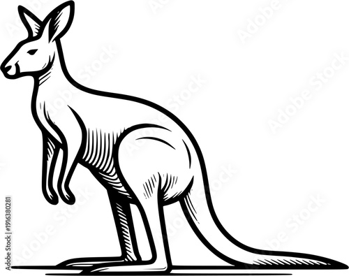 kangaroo vector illustration
