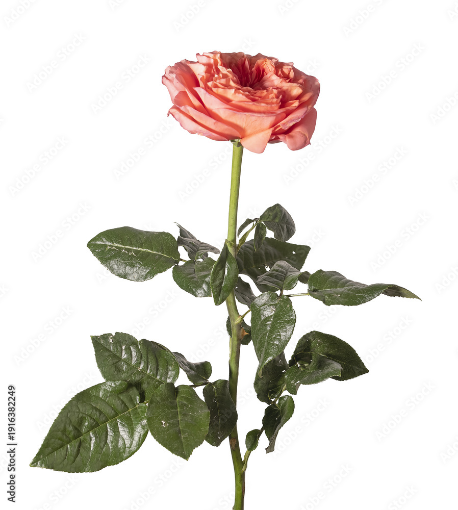 Fototapeta premium Rosa hybrida peach rose with foliage isolated background. Single garden flower minimal composition. Spring floral botanical concept..