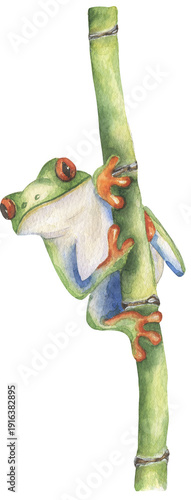 Fotografía Watercolor tree frog on the bamboo illustration, wild exotic animal, hand painte