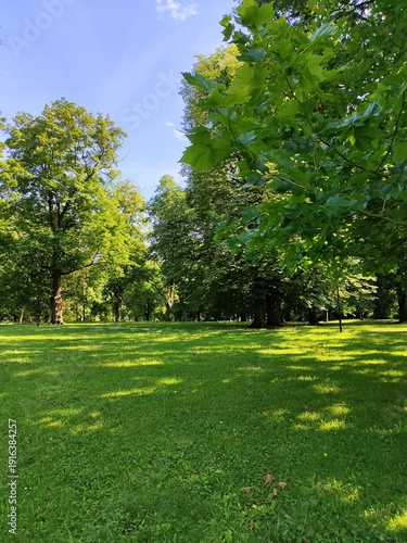 Photo green park grass and trees in summer sunny day
