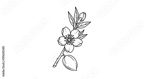 Almond Blossom Branch with Fruit and Leaves, Hand-Drawn Sketch, Black and White