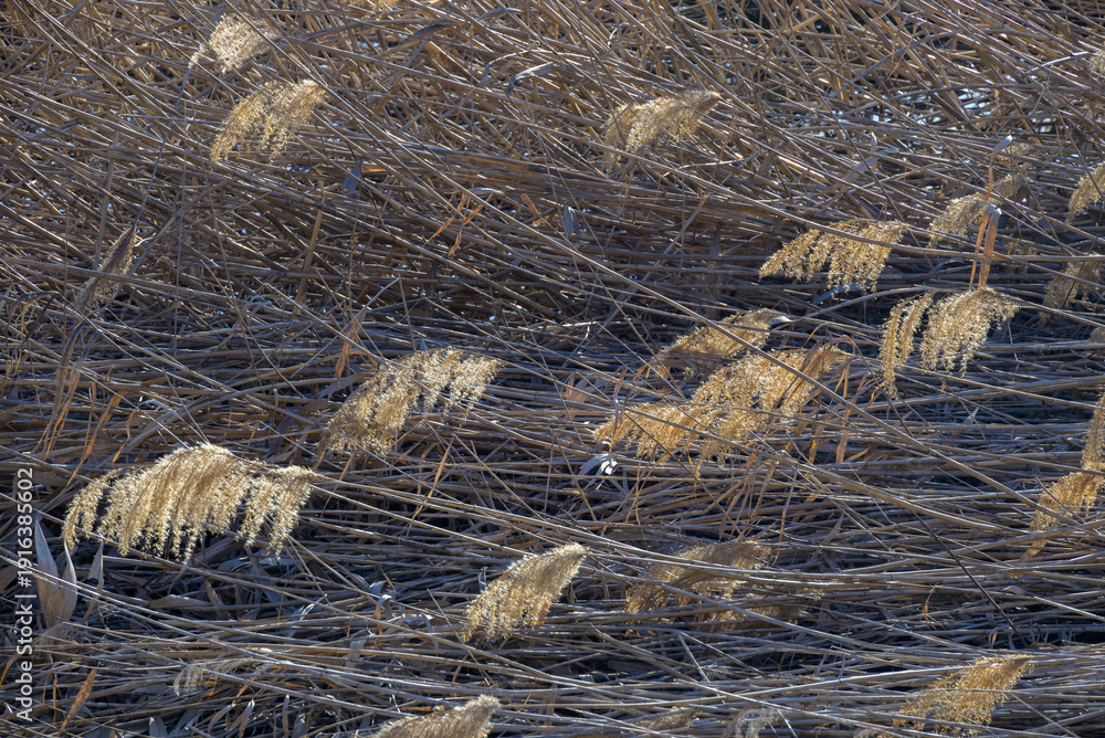 Fototapeta premium Dry reedbed texture with feathery seed heads