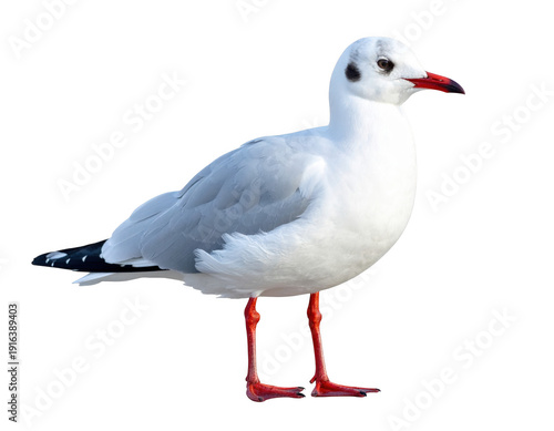 Seagull standing on white background
