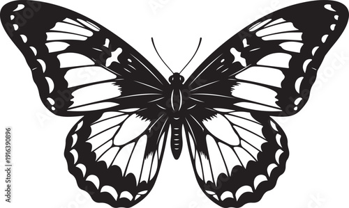 A black and white butterfly with open wings Vector, illustration