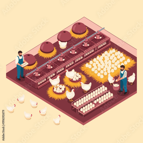 Farmers Collecting Eggs from Chicken Coop.