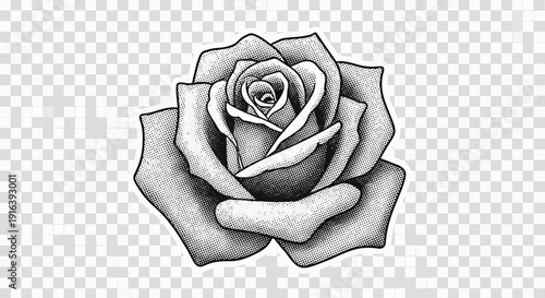 rose flower drawing, black and white floral illustration