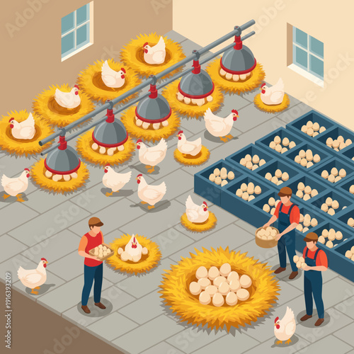 Farmers Collecting Eggs from Chicken Coop.