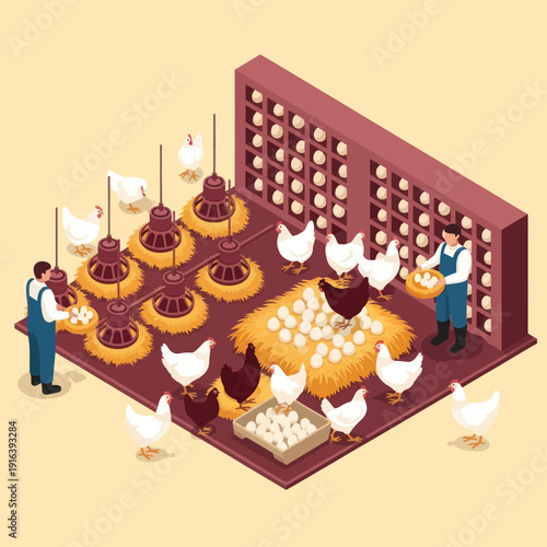 Chicken Farm Workers Collecting Eggs from Poultry.