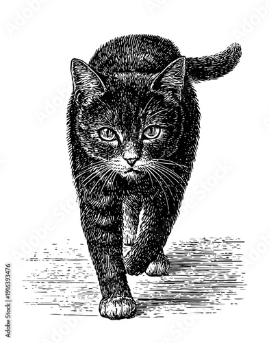 Striped tabby cat walking straight into camera, black ink engraving with shadow isolated on white, vintage sketch of domestic animal pet as vector illustration	

