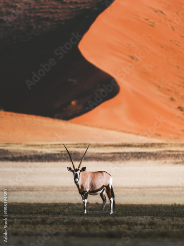 View of an oryx standing gracefully against the backdrop of towering sand dunes casting deep shadows in Sossusvlei, Hardap Region, Namibia.