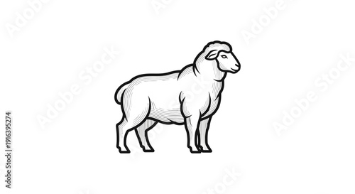 Hand-drawn illustration of a sheep in black and white, isolated on a white background.