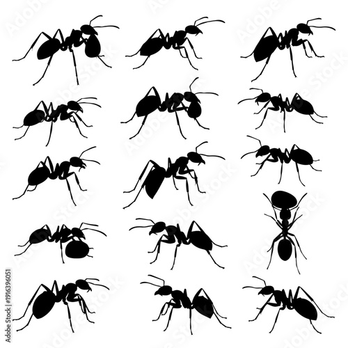 set of ants