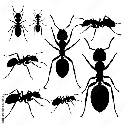 Minimalist black and white ant illustrations depicting different poses and movement patterns today.