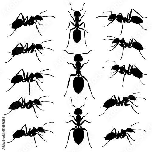 Various species of ants shown in profile and top-down views for graphic design.