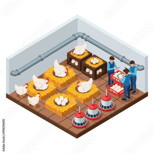 Farmers Tending to Chickens in Poultry Farm.