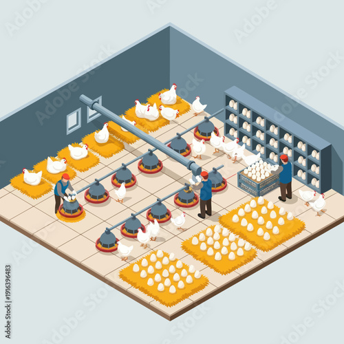 Chicken Farm Workers Collecting Eggs from Poultry.