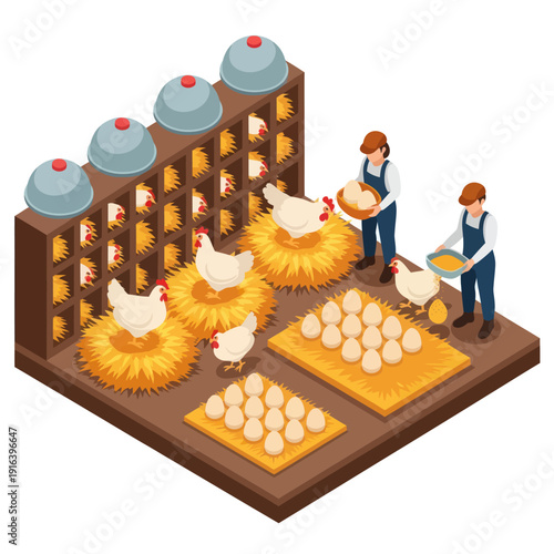 Farmers Collecting Eggs from Chicken Coop.