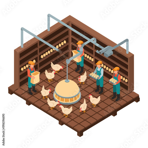 Farmers Feeding Chickens in Poultry Farm.