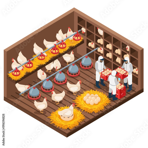 Chicken Farm Workers Feeding Poultry Birds.