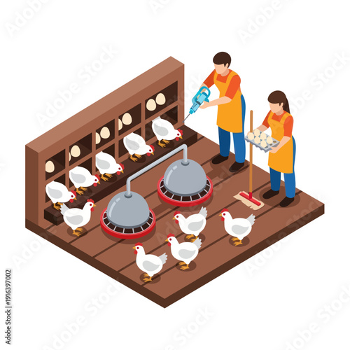 Farmers Feeding Chickens in Poultry Farm.