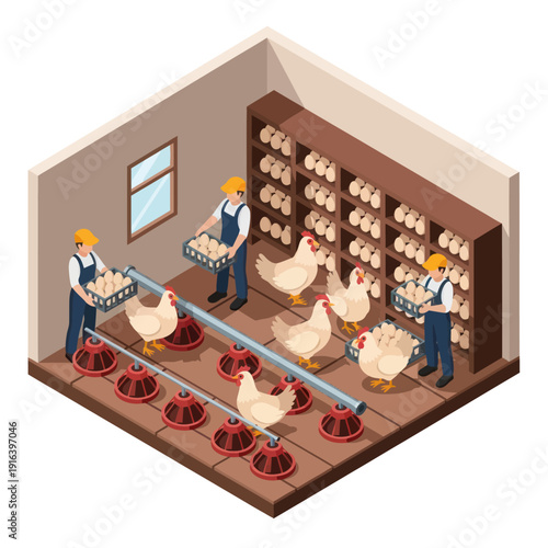 Farmers Collecting Eggs from Chicken Coop.