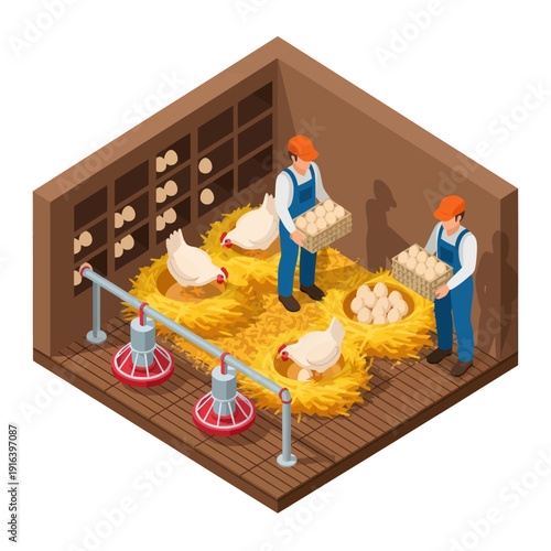 Farmers Collecting Chickens in Poultry Farm.