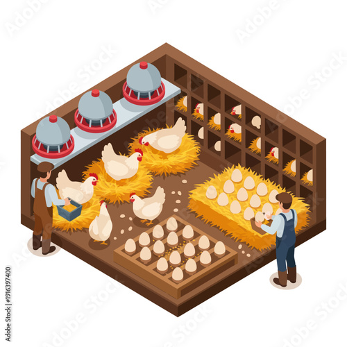Farmers Collecting Eggs from Chicken Coop.