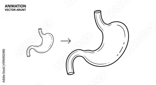 Stomach Growth Animation: Small to Large Organ Illustration