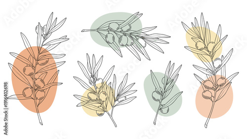 Hand-drawn olive branch sketches with artistic colorful background shapes in a classic botanical illustration style.