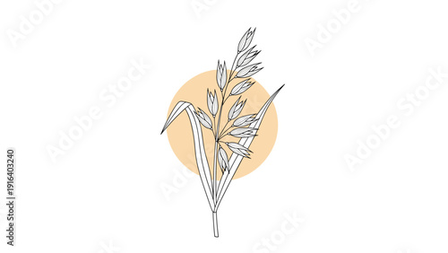 Detailed botanical sketch of a cereal plant like oats or wheat grain with seeds and leaves over an orange circle background.