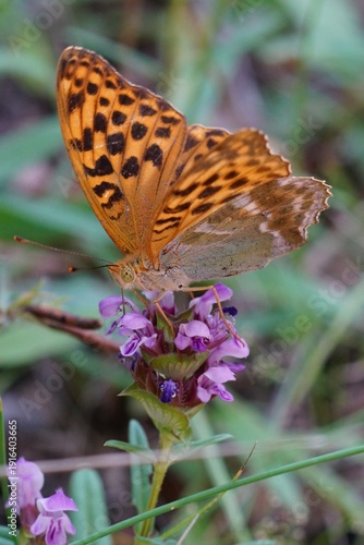 Closeup on a vibrant colored silver-washed fritillary butterfly, Argynnis paphia