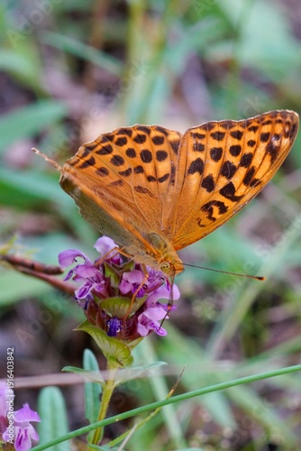 Fotografija Closeup on a vibrant colored silver-washed fritillary butterfly, Argynnis paphia