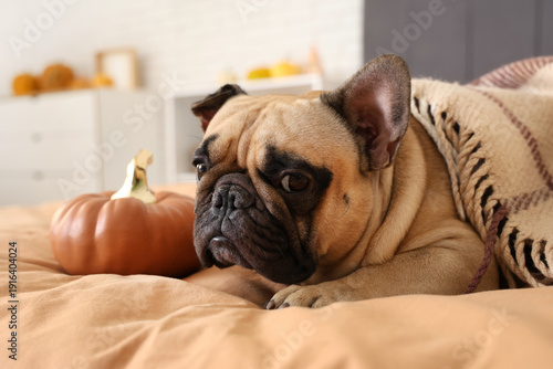 Cute French bulldog with pu...