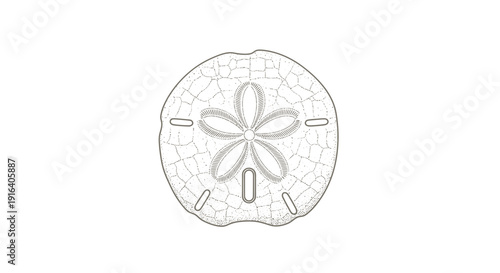 Sand Dollar Skeleton Outline, Marine Life, Echinoderm, Beach Find, Ocean Treasure