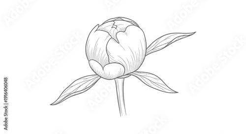 Paeonia Lactiflora Bud, Line Art Drawing, Botanical Illustration, Black and White