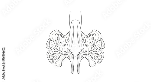 Anatomical Illustration of Human Nasal Cavity with Turbinates and Septum