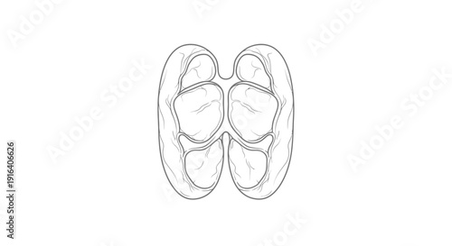 Anatomical illustration of the human cerebellum, line drawing, top view