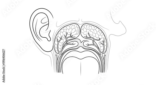 Anatomical illustration of the human ear and nasal cavity with brain details