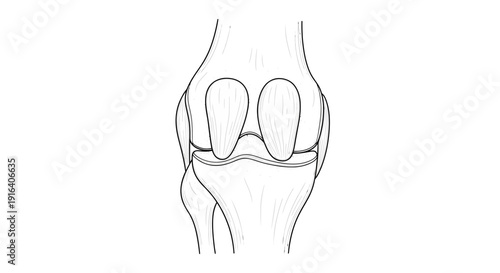 Anatomical illustration of the human knee joint, showing femur, tibia, and patella in sketch style.