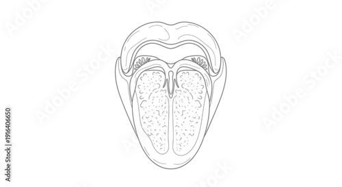 Anatomical illustration of the human tongue and oral cavity, detailed line drawing