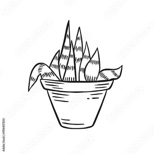 Sansevieria houseplant plant sketch monochrome vector