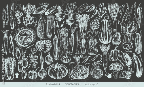 Hand drawn chalk vegetable sketches set. Tomato, cucumber, bell pepper, zucchini, pumpkin, butternut, squash, corn, onion, radish, potato, asparagus, artichoke, cabbage, kohlrabi. For food background