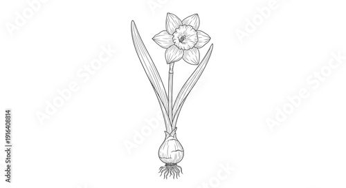 Daffodil Flower Bulb with Roots and Leaves, Black and White Botanical Illustration